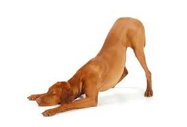 ¿Por qué se siente rico estirarse?